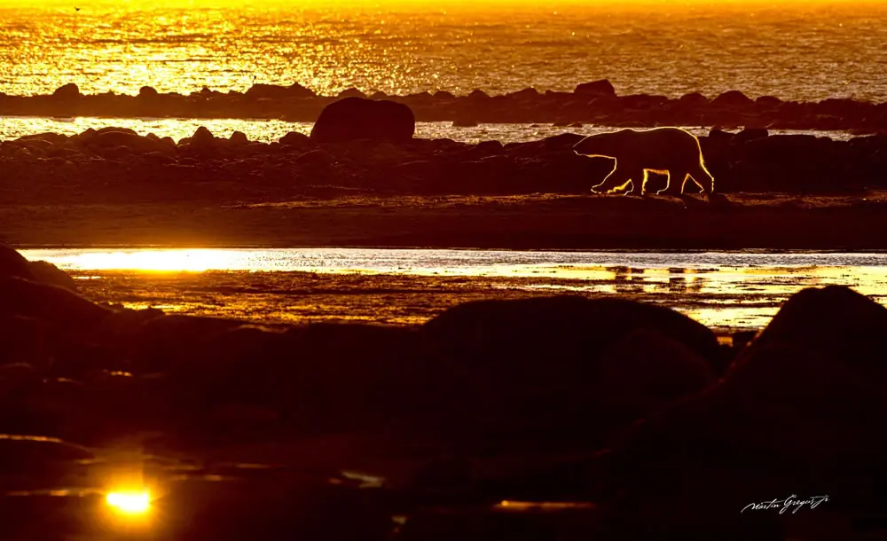 The Shadow Walker by Martin Gregus