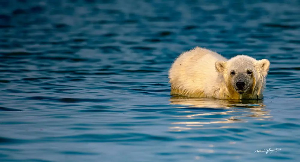 A Curious Cub at Sea by Martin Gregus