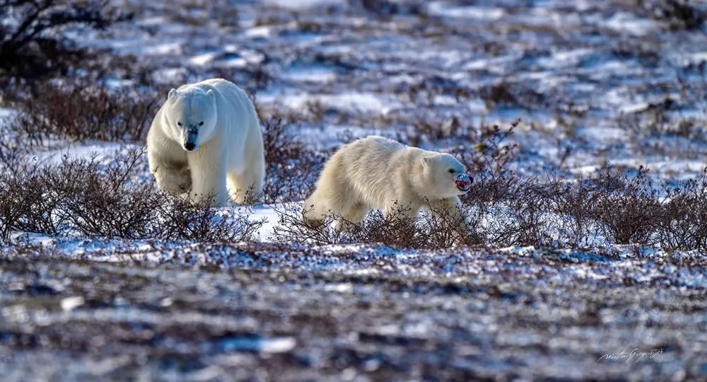 A Toy or a Threat? by Martin Gregus