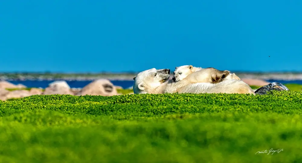 Fueling Future Giants by Martin Gregus