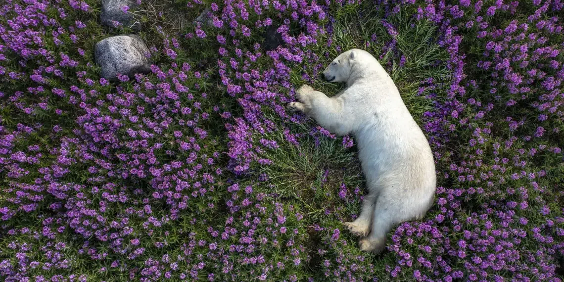 Surviving the Arctic: Martin Gregus’s Incredible 33 Days with Polar Bears 21 Surviving the Arctic: Martin Gregus’s Incredible 33 Days with Polar Bears