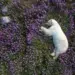 Surviving the Arctic: Martin Gregus’s Incredible 33 Days with Polar Bears
