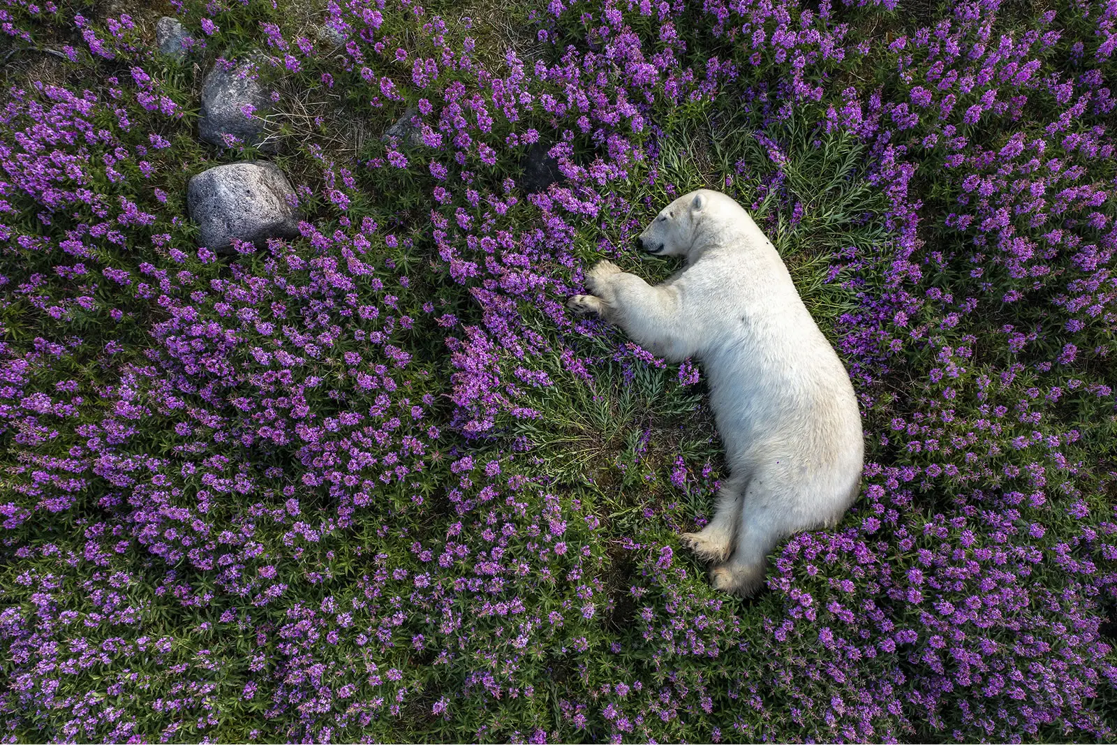 Surviving the Arctic: Martin Gregus’s Incredible 33 Days with Polar Bears