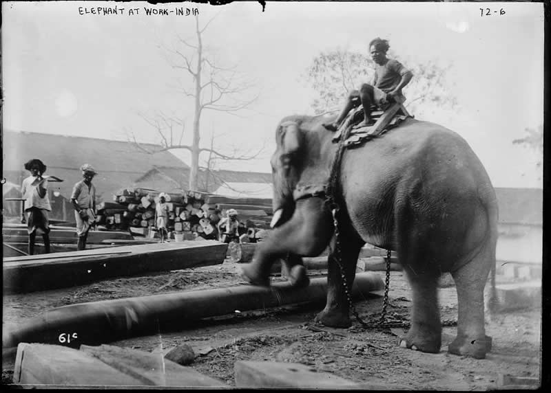 Elephant at Work - Vintage Photograph India - 1920s - Rare Old Photos of India