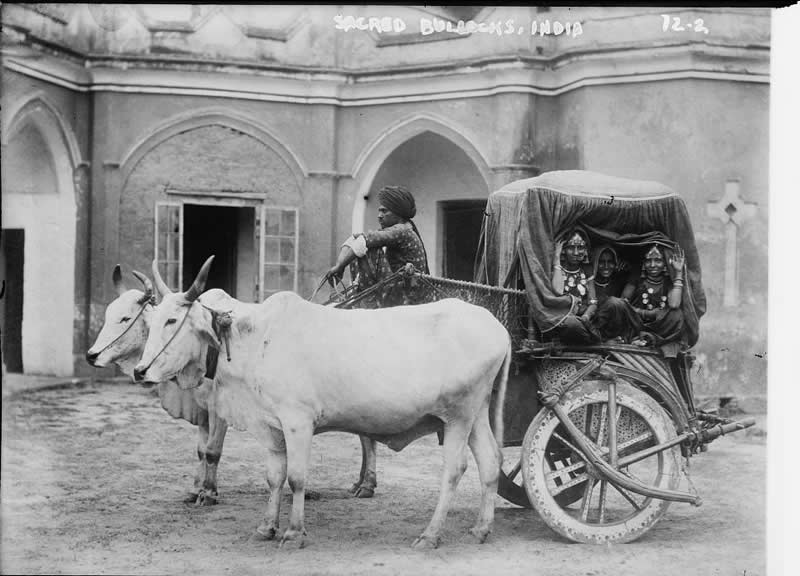 Nautch Girls in Bullock Cart, India - 1920s - Rare Old Photos of India