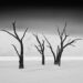 Refocus Black and White Landscape Photography Winners