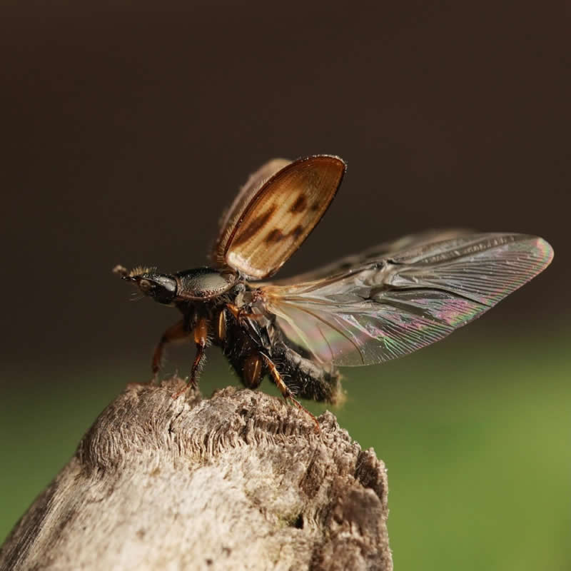 Black-Streaked Dung Beetle - 12-Year-Old UK Photographer Benji Cook Macro Photos
