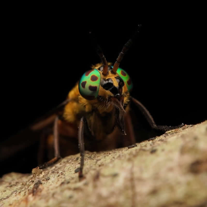 Splayed Deer fly - 12-Year-Old UK Photographer Benji Cook Macro Photos