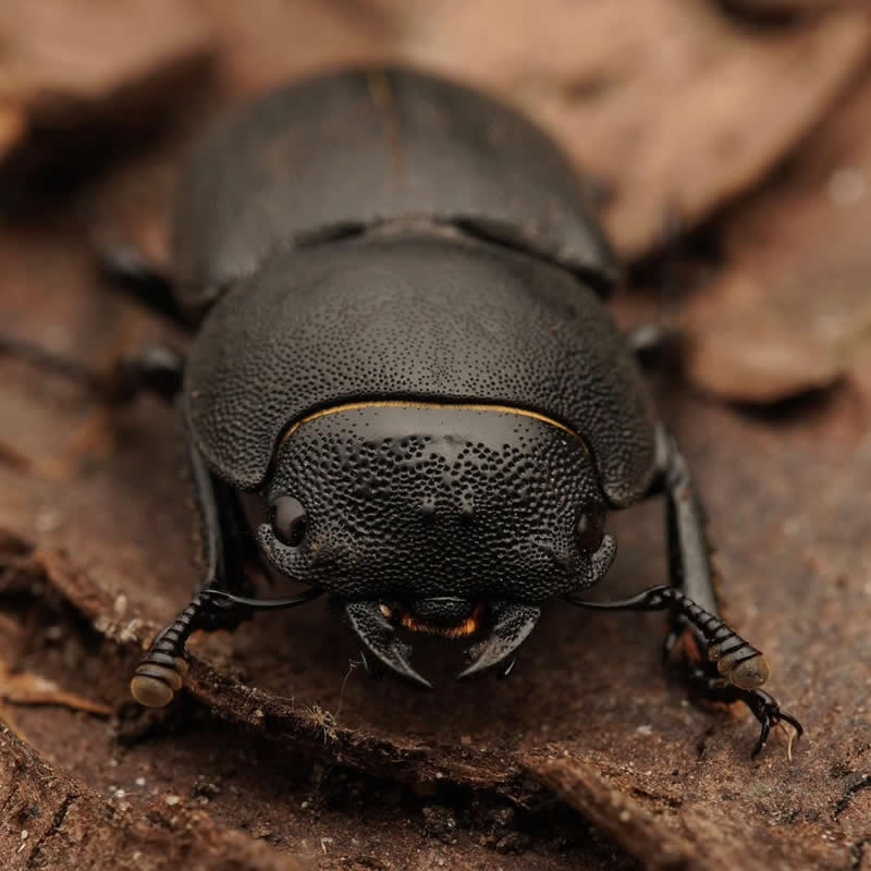 Stag Beetle - 12-Year-Old UK Photographer Benji Cook Macro Photos