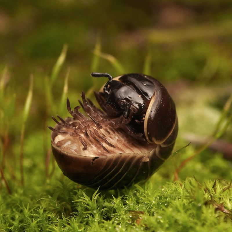 Pill Millipede - 12-Year-Old UK Photographer Benji Cook Macro Photos