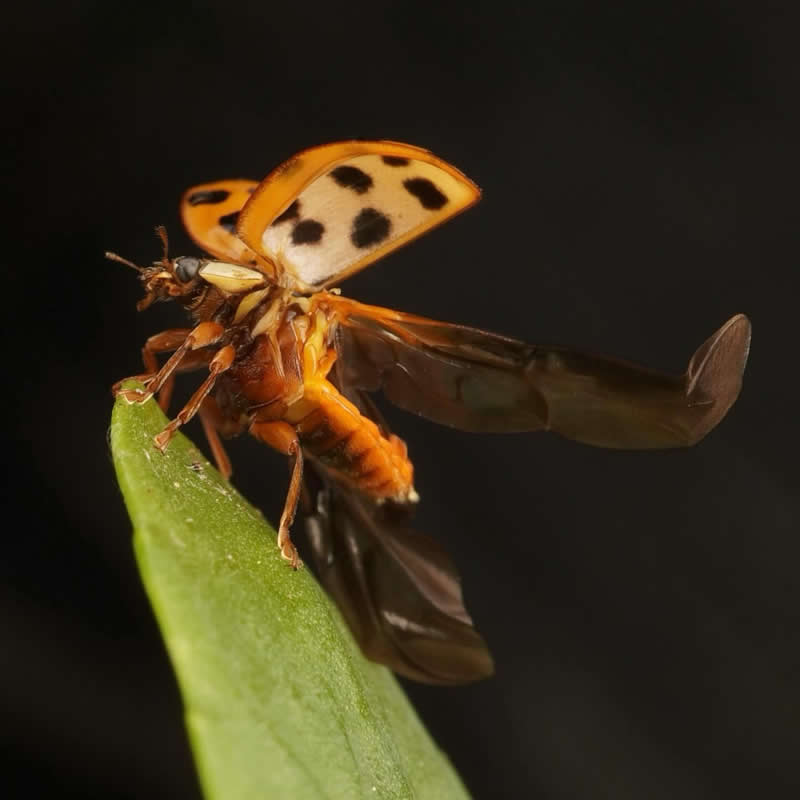 Harlequin Ladybird - 12-Year-Old UK Photographer Benji Cook Macro Photos