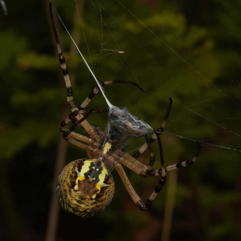 Female Wasp Spider - 12-Year-Old UK Photographer Benji Cook Macro Photos
