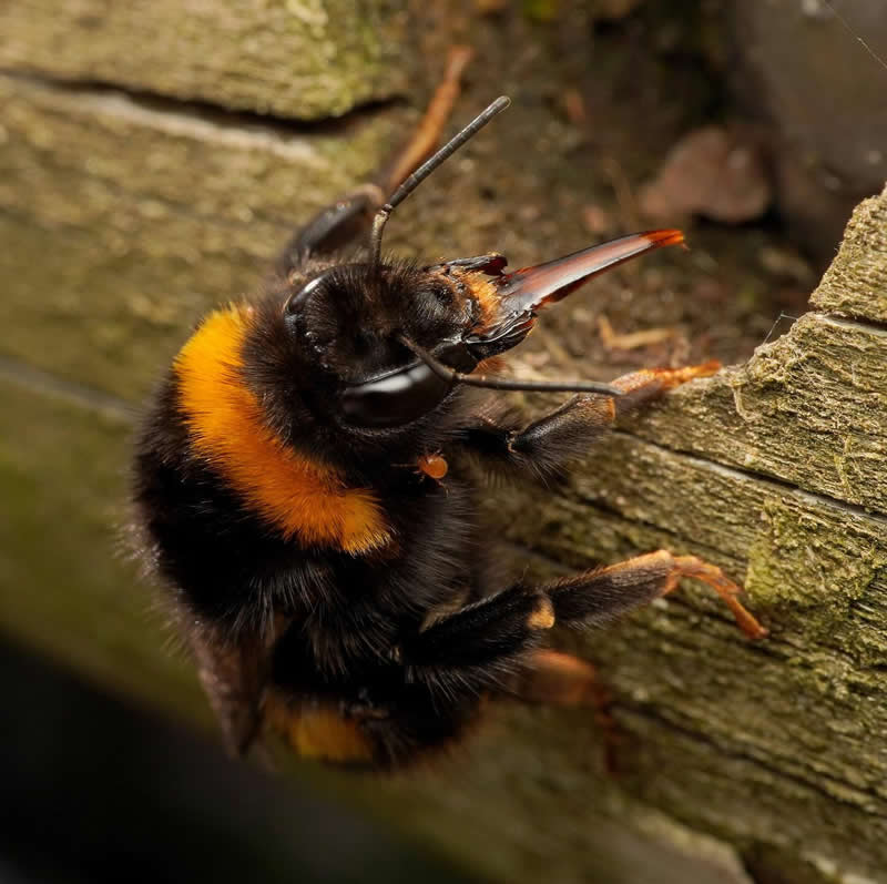 Buff-Tailed Bumblebee - 12-Year-Old UK Photographer Benji Cook Macro Photos