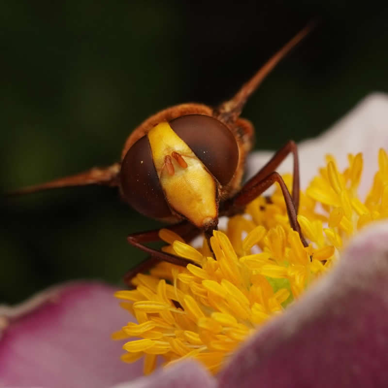 Hornet Mimic Hoverfly - 12-Year-Old UK Photographer Benji Cook Macro Photos