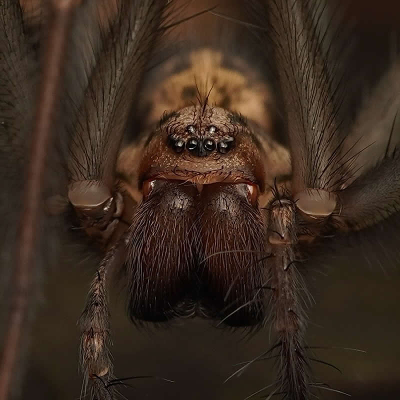 Giant House Spider - 12-Year-Old UK Photographer Benji Cook Macro Photos