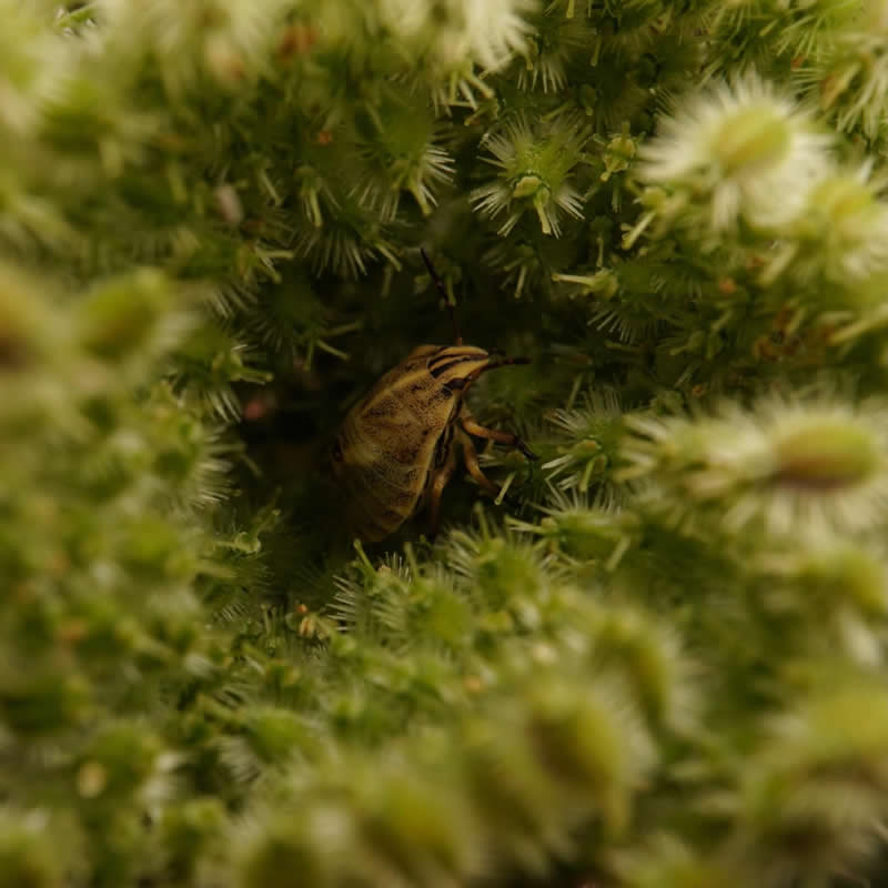Tiny Striped Shield Bug Nymph - 12-Year-Old UK Photographer Benji Cook Macro Photos