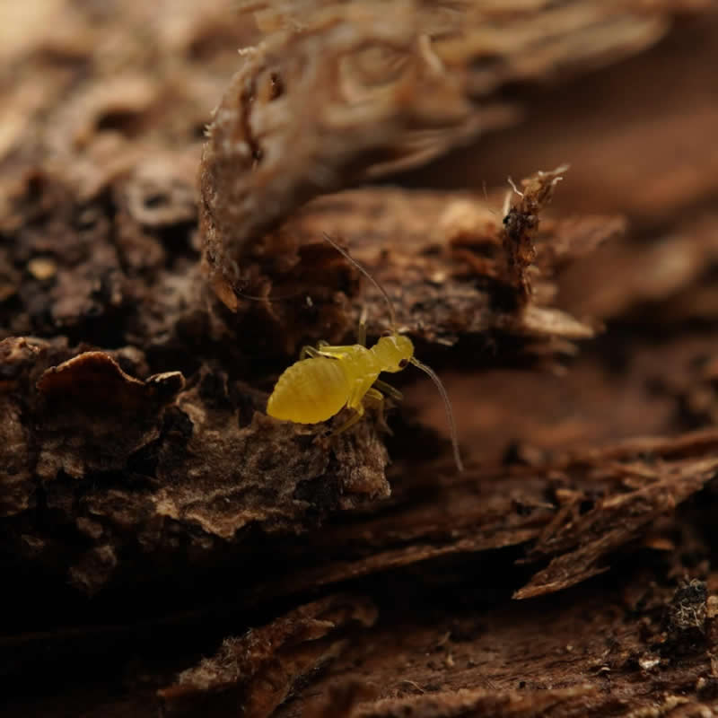 Barkfly - 12-Year-Old UK Photographer Benji Cook Macro Photos