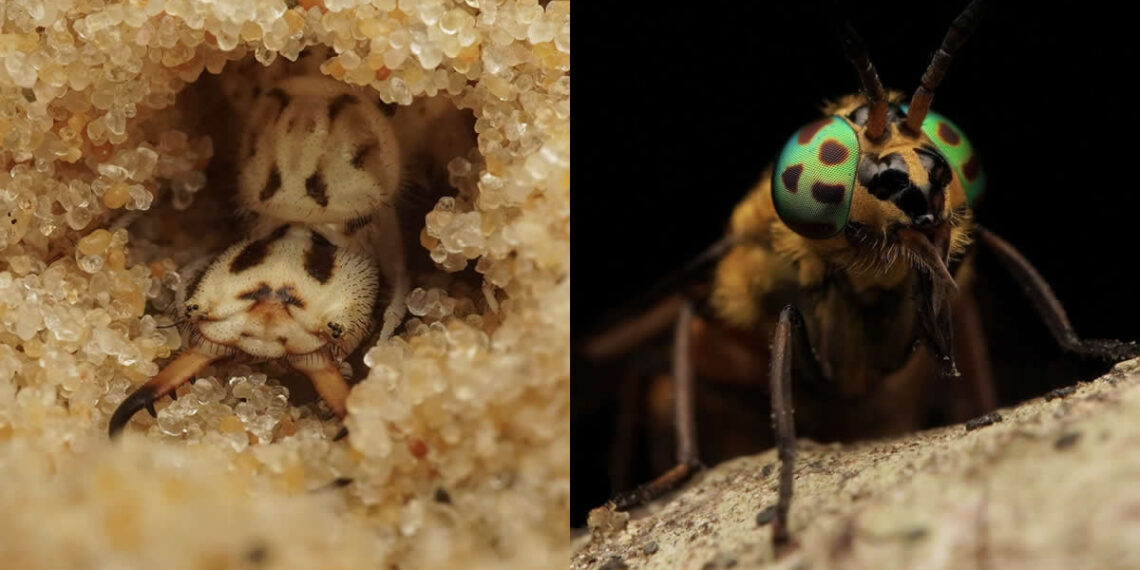 12-Year-Old UK Photographer Benji Cook Macro Photos