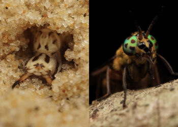 12-Year-Old UK Photographer Benji Cook Macro Photos