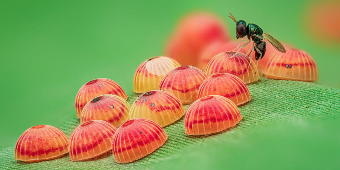 Entomological Society Competition Winners