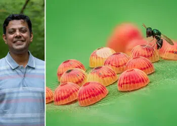 Raghuram Annadana Wins the Royal Entomological Society Photography Award