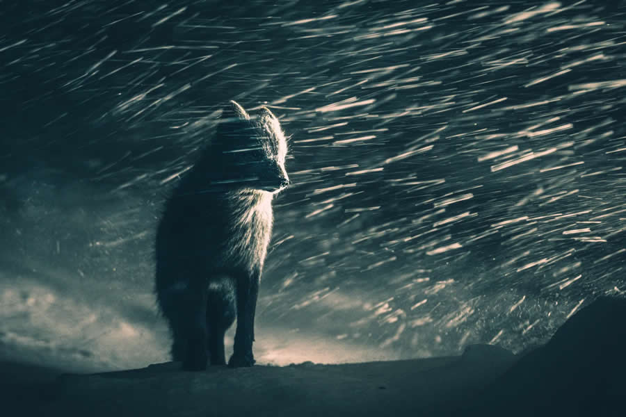 Arctic Fox in Blizzard by Klaus Hellmich, Germany - Sony World Photography Awards 2026 Open Competition Winners