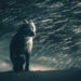 Sony World Photography Awards 2026 Open Competition Winners