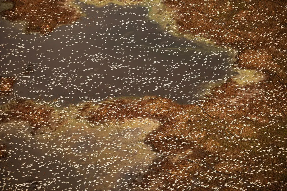 Landscape Shortlist: "Symphony of Wings" by Jassen Todorov, United States