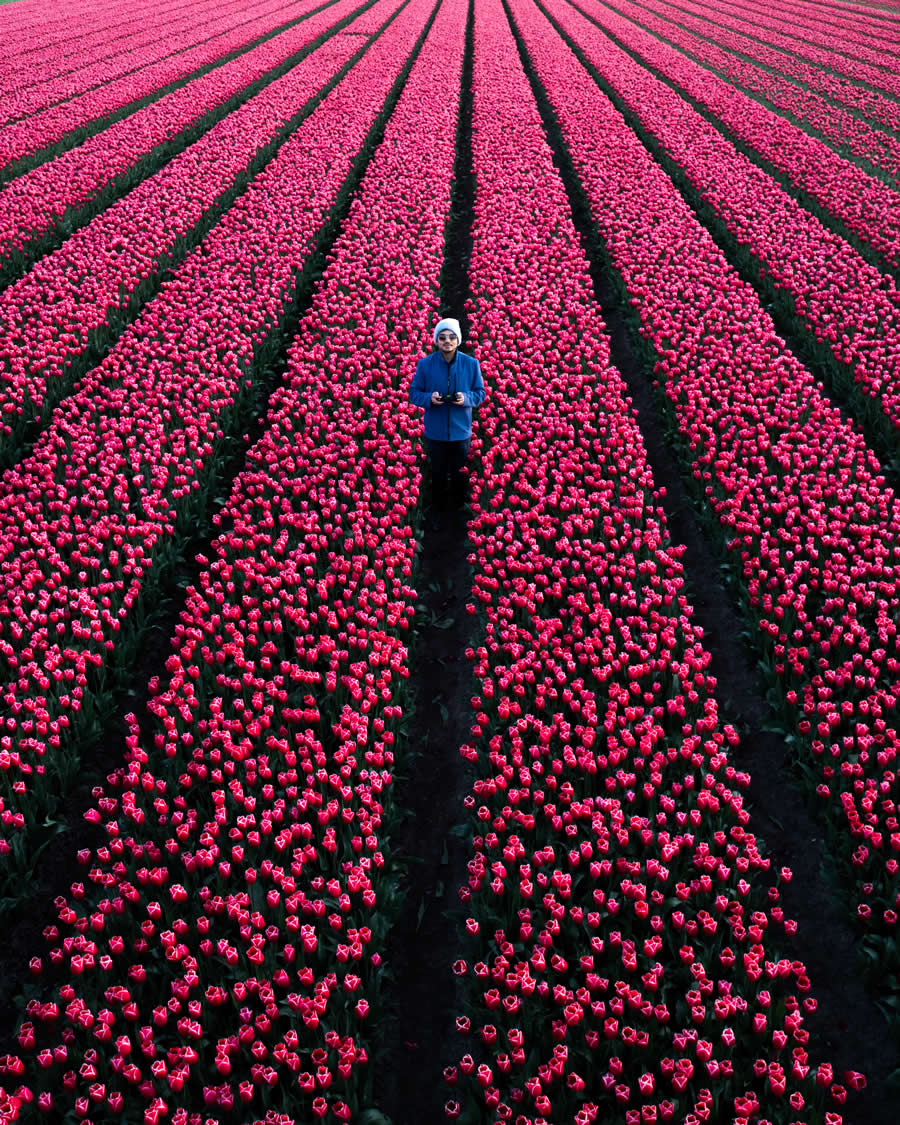 Tulip Fields of Netherlands by Dipanjan Pal