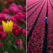 Tulip Fields of Netherlands by Dipanjan Pal