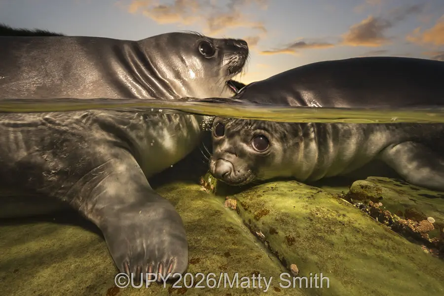 Underwater Photographer of the Year 2026: "Rockpool Rookies" by Matty Smith, Australia