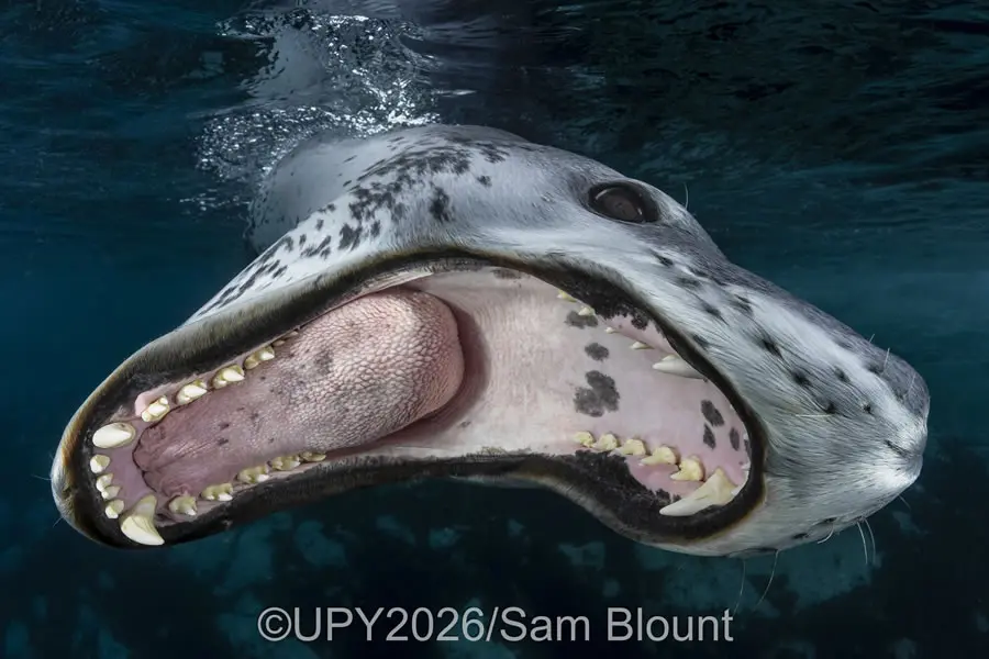 Up & Coming Photographer of the Year 2026: "Lunging Leopard" by Sam Blount, United States