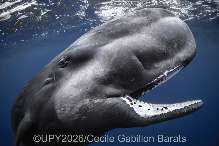 Wide Angle - Winner: "Happy Baby" by Cecile Gabillon Barats, France