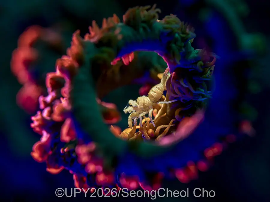 Macro - Winner: "Calm at the Heart of Turmoil" by SeongCheol Cho, Republic of Korea