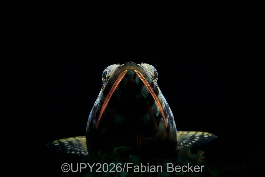 Macro - Runner Up: "JAWS" by Fabian Becker, Germany