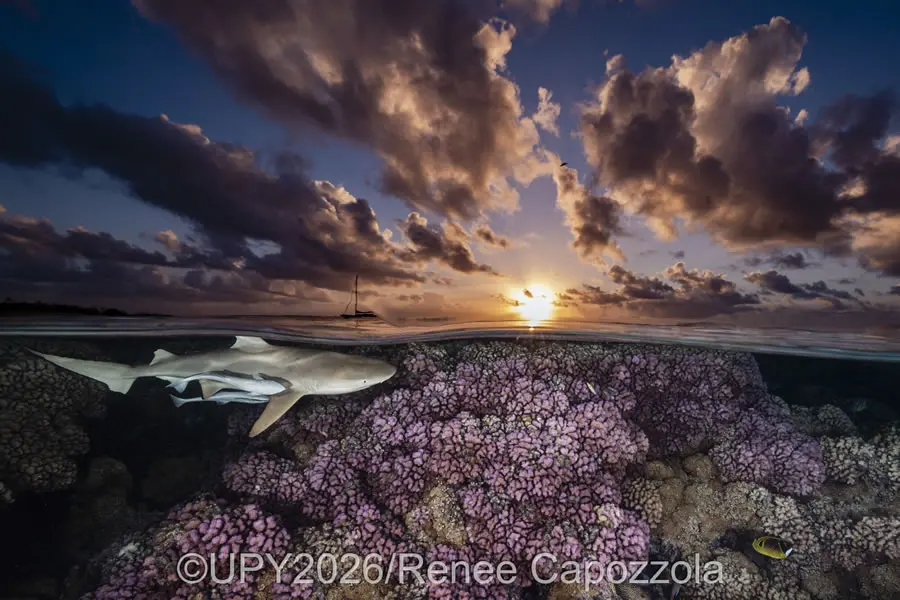 Coral Reefs - Runner Up: "Sunset Patrol" by Renee Capozzola, United States