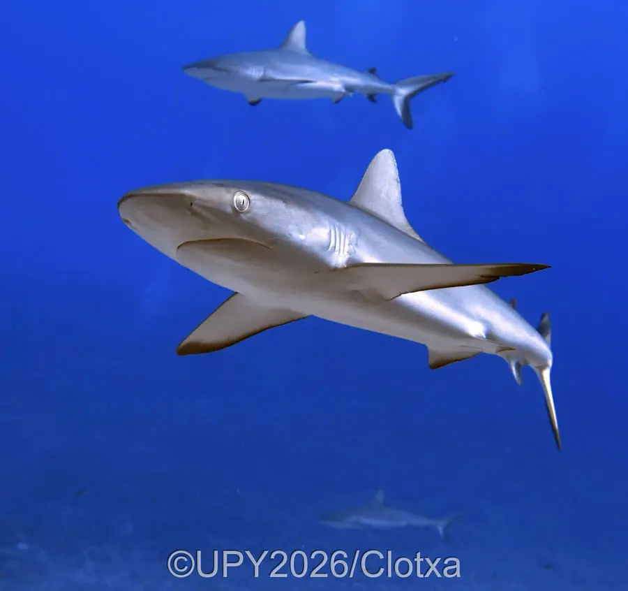 Smartphone - Runner Up: "The curious gaze of grey shark" by Clotxa, Spain