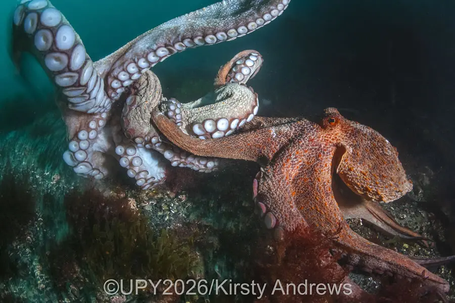British Waters Wide Angle - Runner Up: "Dusk Encounter" by Kirsty Andrews, UK