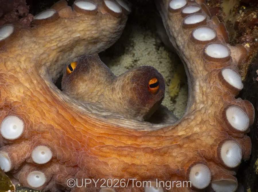 British Waters Macro - Winner: "Mum" by Tom Ingram, UK