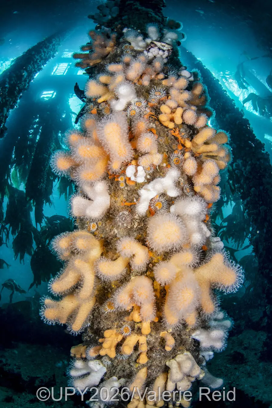 British Waters Living Together - Winner: "Life Under the Pier" by Valerie Reid, Netherlands