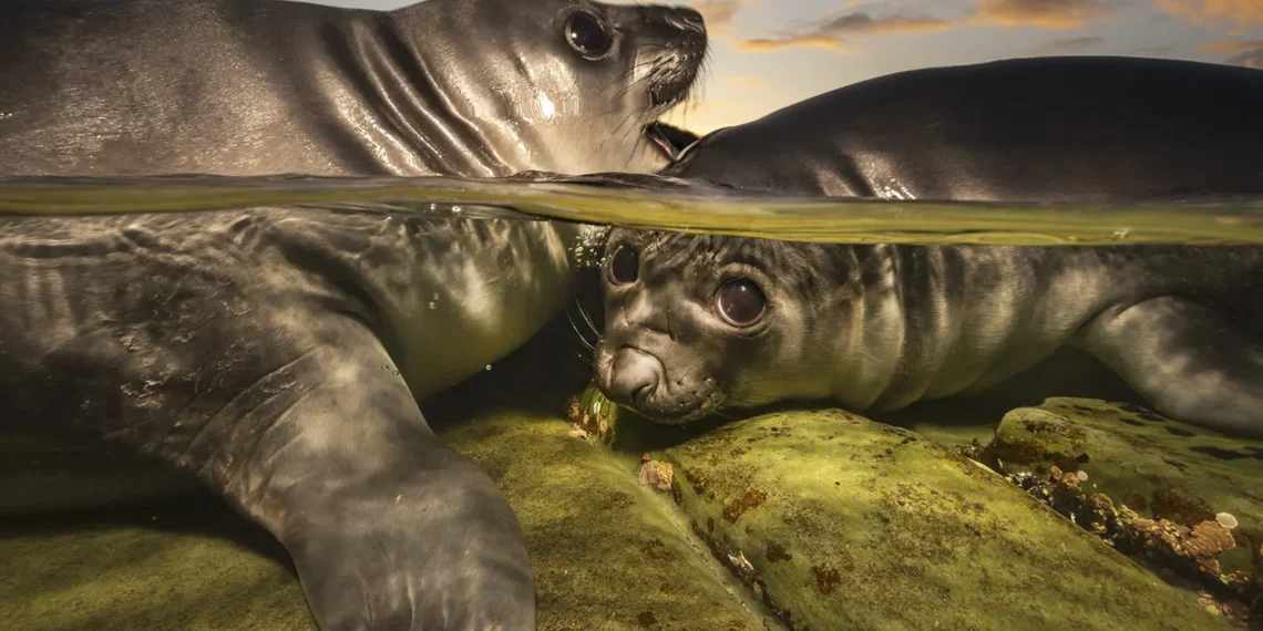 Ocean Wonders: 28 Winning Shots from Underwater Photographer of the Year 2026