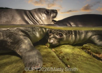 Ocean Wonders: 28 Winning Shots from Underwater Photographer of the Year 2026