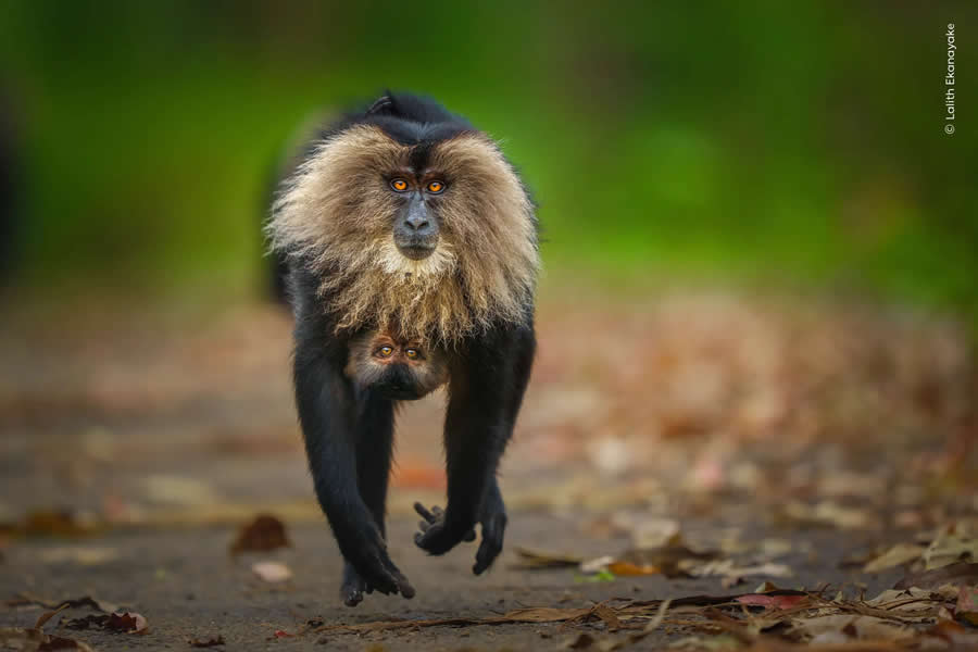 Wildlife Photographer of the Year 2025 People Choice Photos