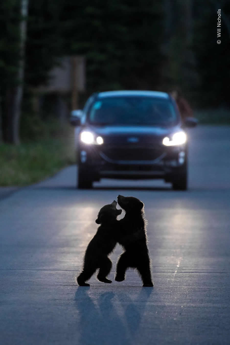 Wildlife Photographer of the Year 2025 People Choice Photos