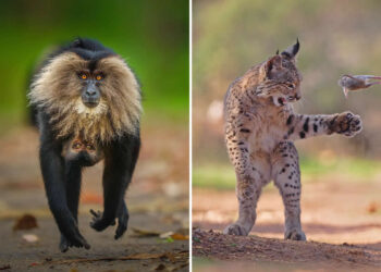 Wildlife Photographer of the Year 2025 People Choice Photos