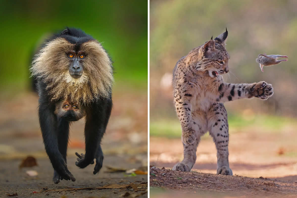 24 Stunning People’s Choice Shortlisted Photos from the 2025 Wildlife Photographer of the Year