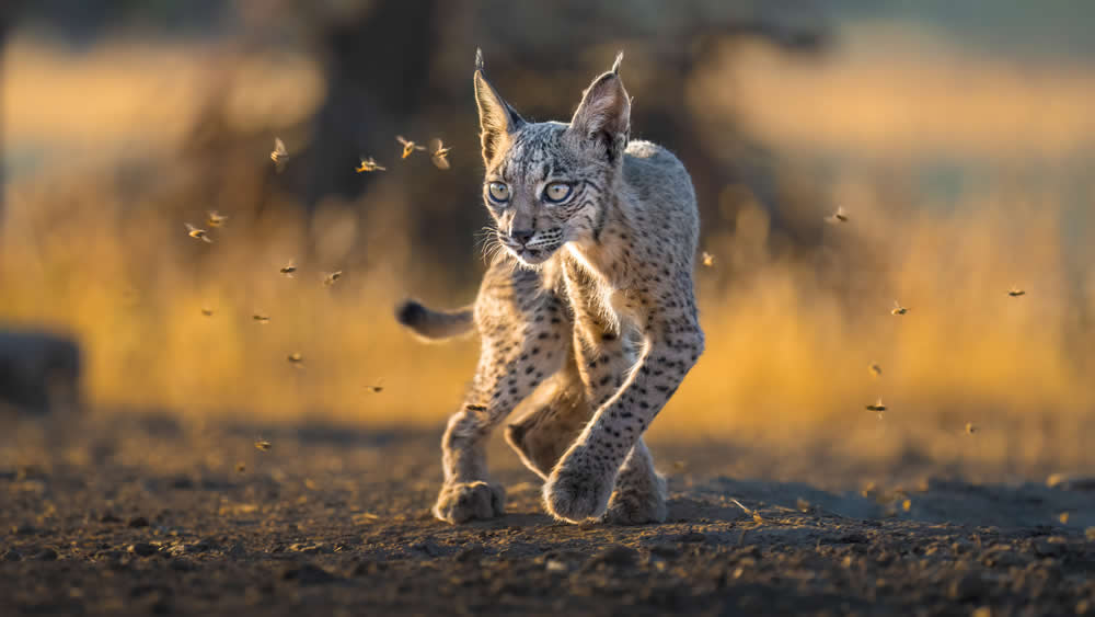 Spanish Wildlife Photographer Alexandra Surkova