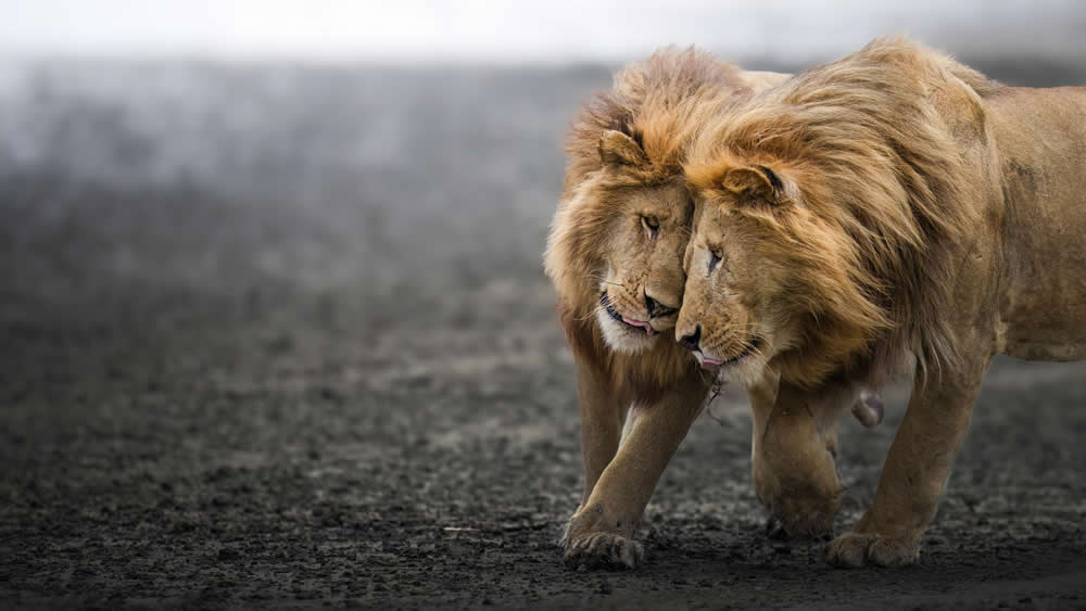 Spanish Wildlife Photographer Alexandra Surkova