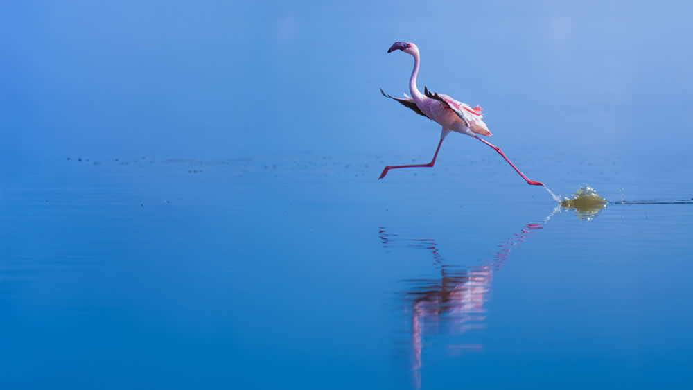 Spanish Wildlife Photographer Alexandra Surkova