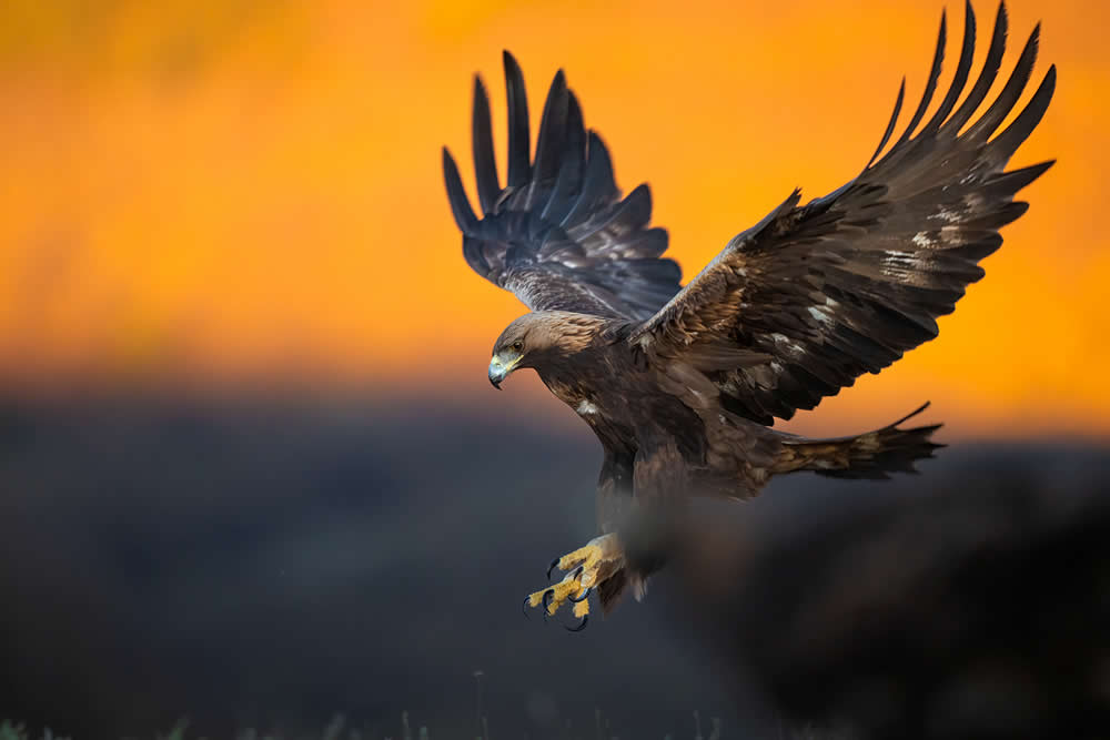 Spanish Wildlife Photographer Alexandra Surkova